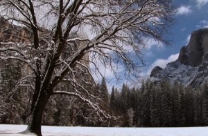 Yosemite Nature Notes #17: Black Oaks (video)