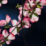 Photo of the Day: Eastern Dogwoods by Joe Dsilva
