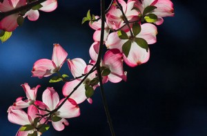Photo of the Day: Eastern Dogwoods by Joe Dsilva