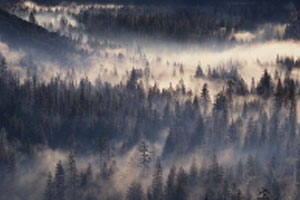 Valley Fog by William Neill