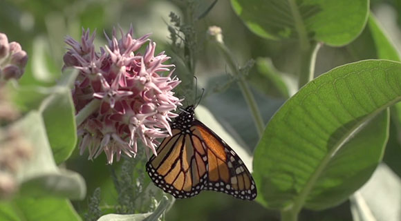 ynn-milkweeds-monarchs-large