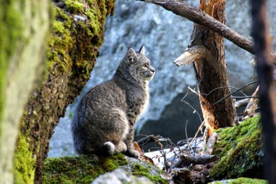 Photo: A rare sight, a bobcat in Yosemite Valley. Photo by Raul Rodriquez.