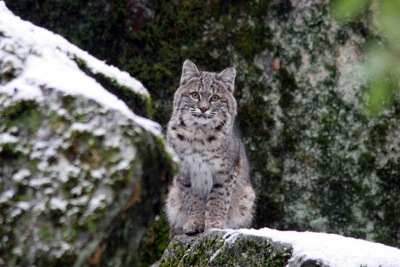 Photo: A rare sight, a bobcat in Yosemite Valley. Photo by Raul Rodriquez.