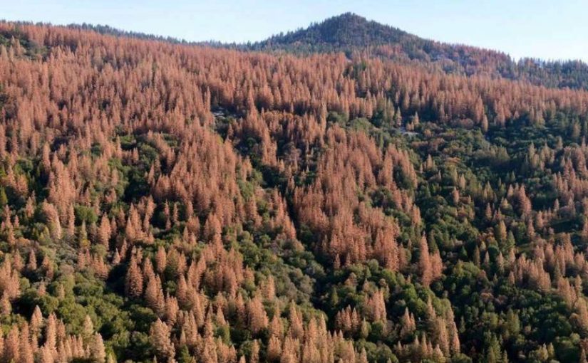 Tree Mortality Fueling Fires