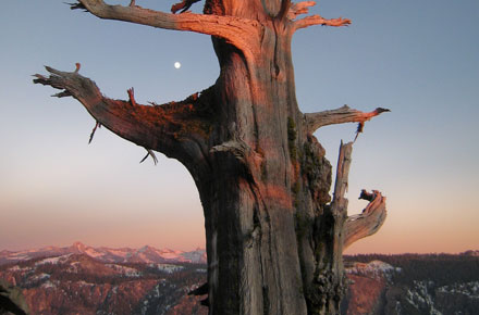 Photo of the Day: Dead wood by Doug Letterman