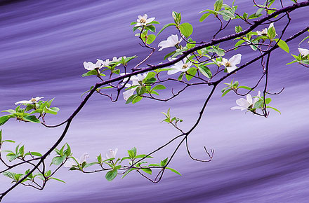 Photo of the Day: Dogwoods on Silk by Robin Black