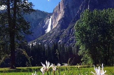 Instapicked: Yosemite Falls and Flowers