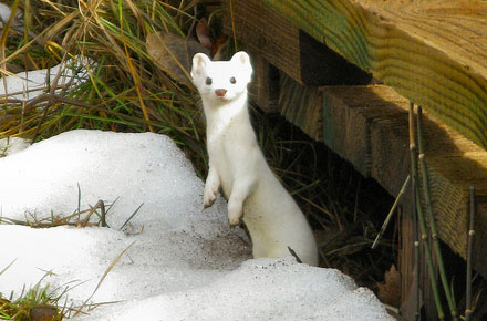 Photo of the Day: White weasel, Yosemite by Kristal Leonard