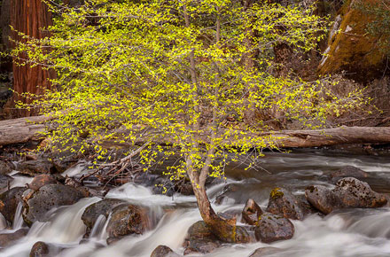 Photo of the Day: Spring Tree and Merced by Charlotte Gibb