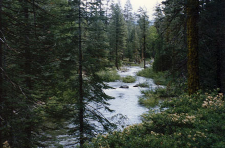 Judge Says No New Roads in National Forests Surrounding Yosemite
