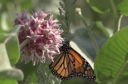 Monarchs and Milkweeds (video)