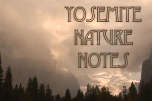 Yosemite Nature Notes: Rockfall!