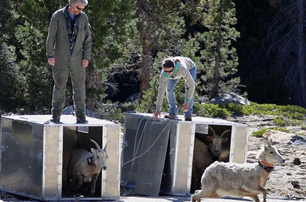 Come visit Yosemite, now with more bighorn sheep
