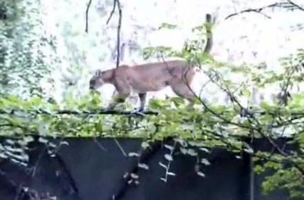 Yes, there are cougars in Yosemite