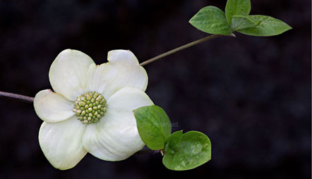 Photo of the Day: Dogwood Blooms and Leaves by G. Dan Mitchell